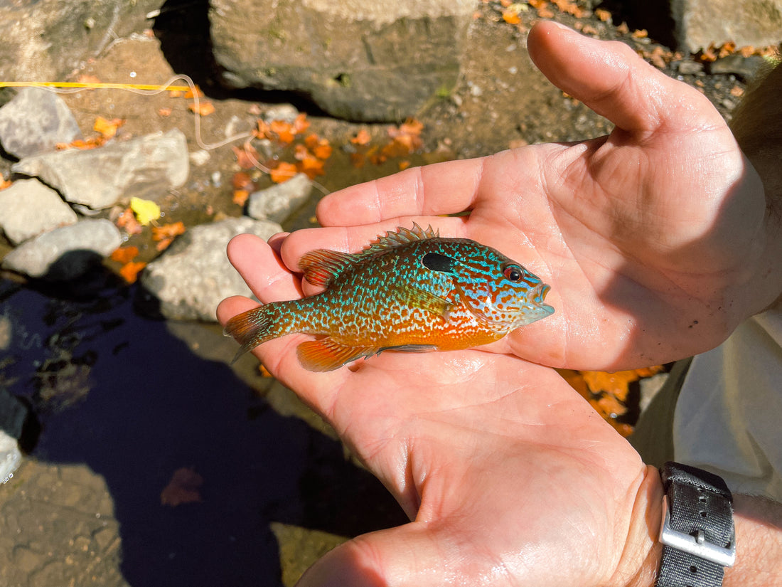 a cool fish / tropical Ohio